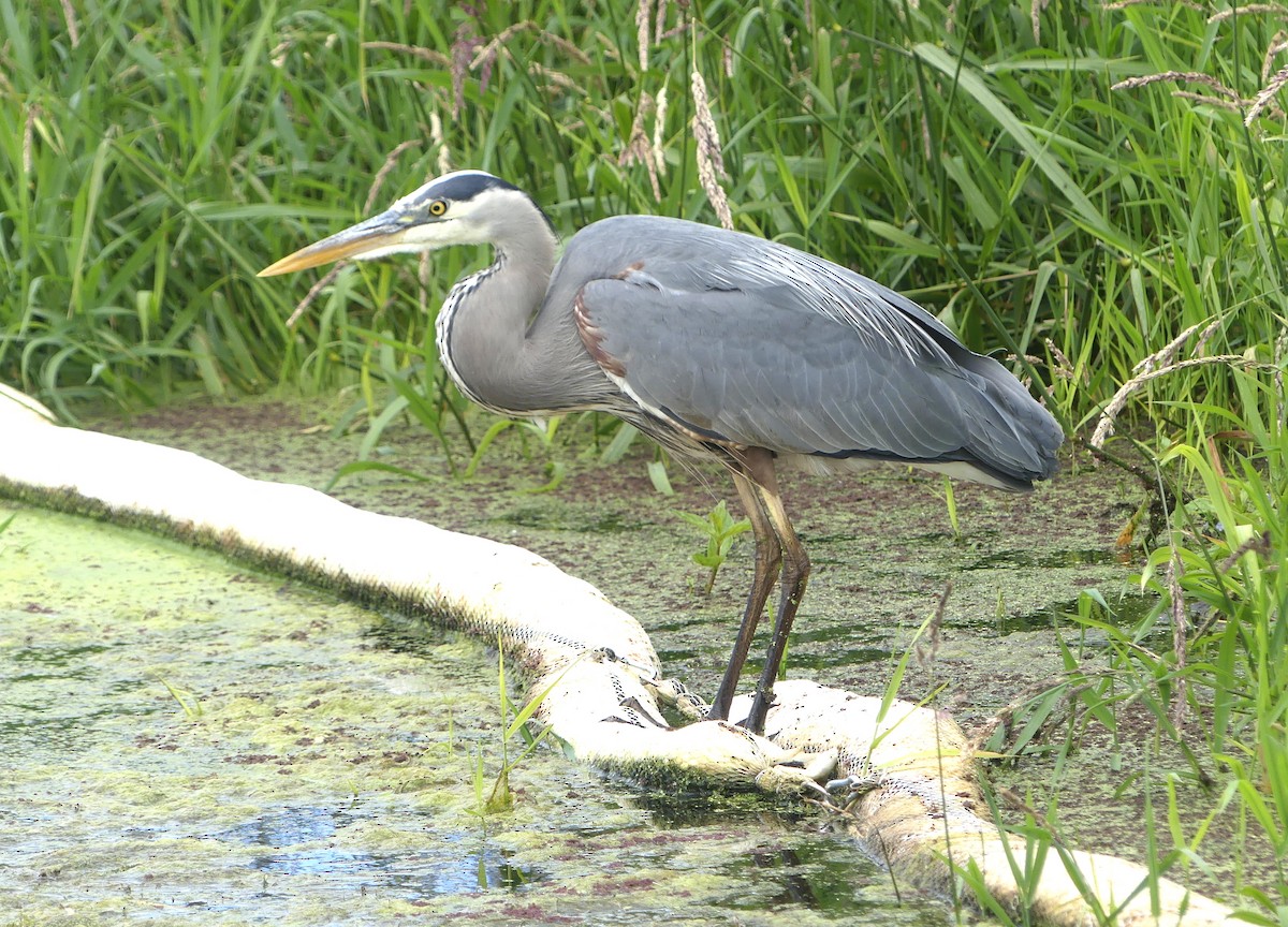 Great Blue Heron - ML620775688