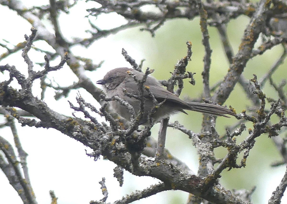 Bushtit - ML620775696