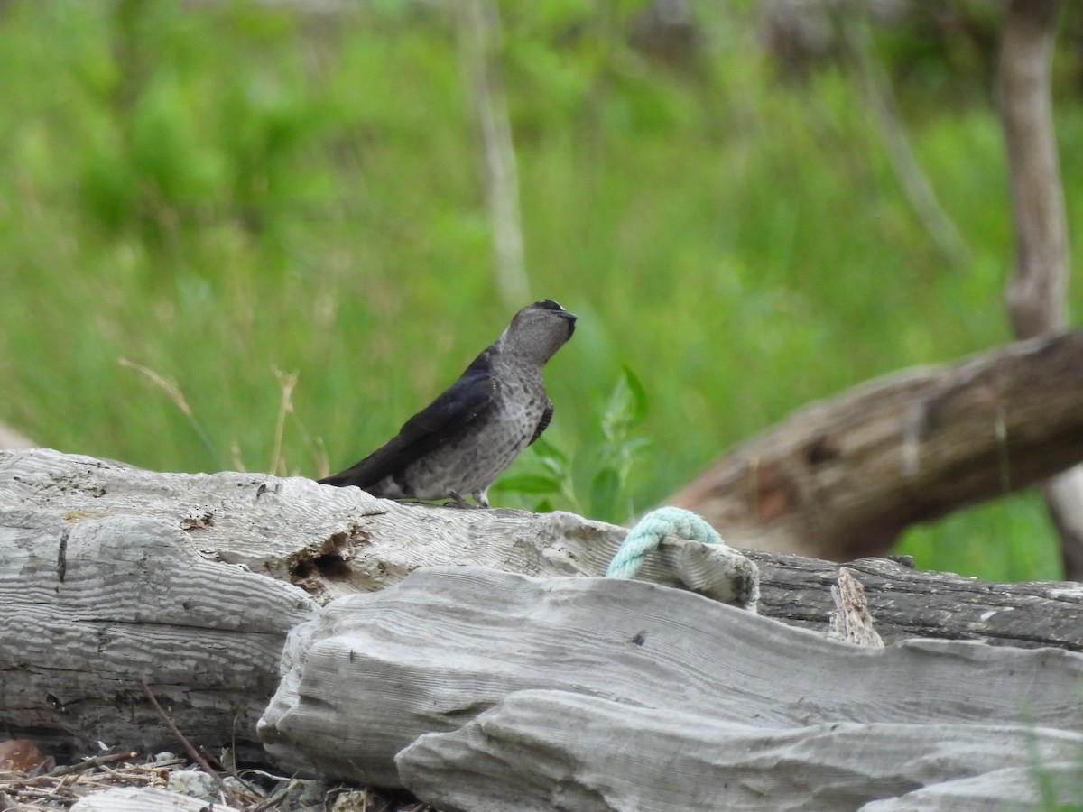 Golondrina Purpúrea - ML620775699