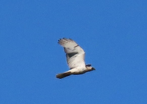 Red-tailed Hawk - ML620775701