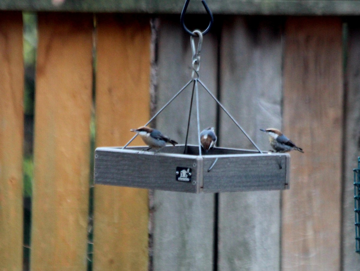 Brown-headed Nuthatch - ML620775703