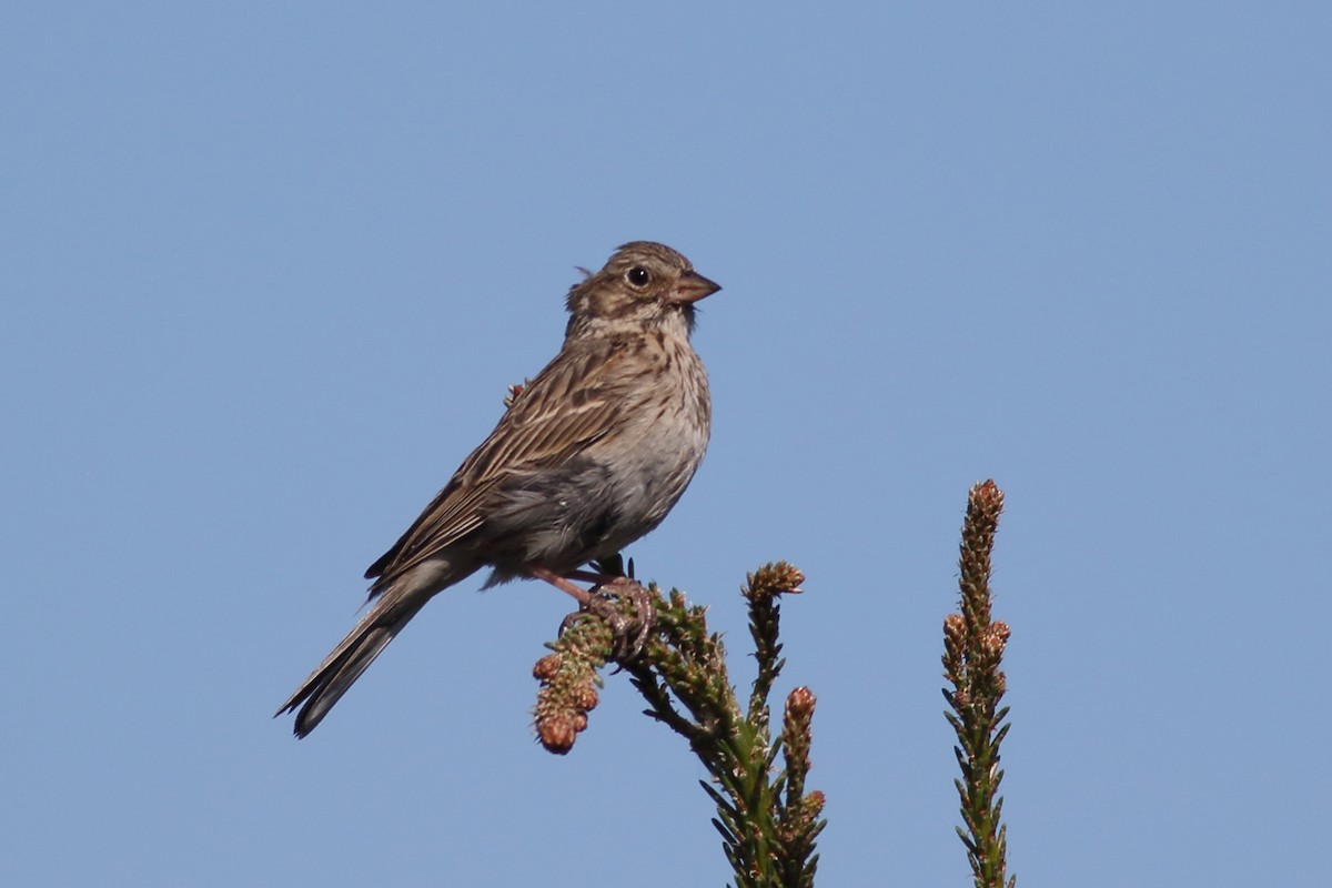 Field Sparrow - ML620775706