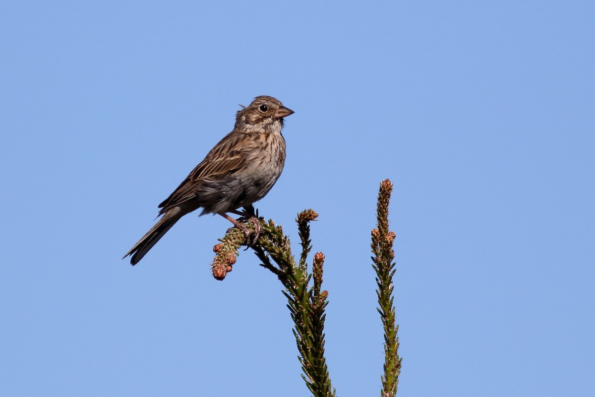 Field Sparrow - ML620775708