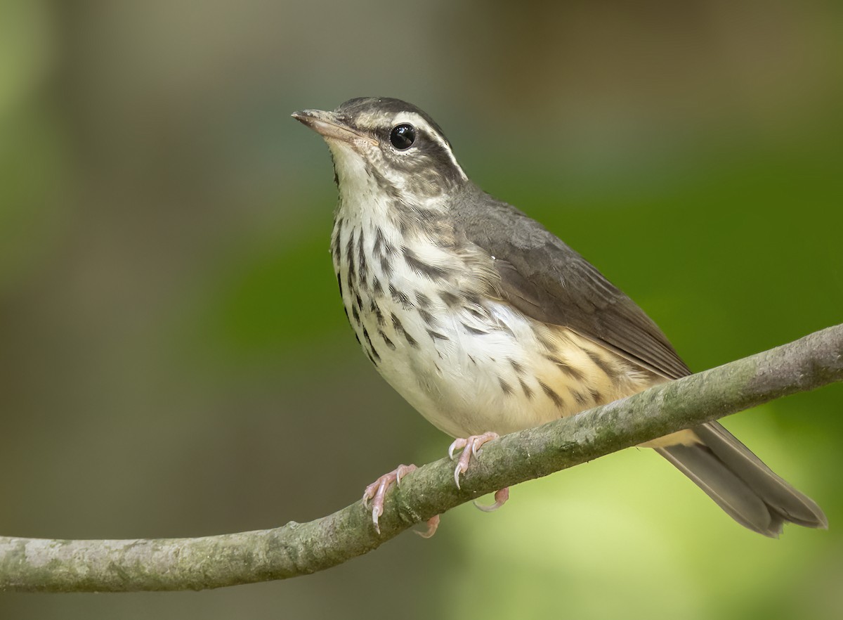 Louisiana Waterthrush - ML620775711