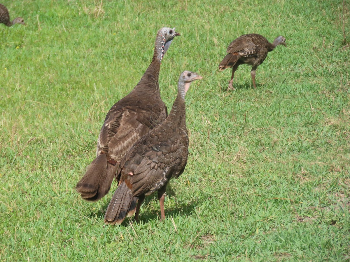 Wild Turkey - ML620775719