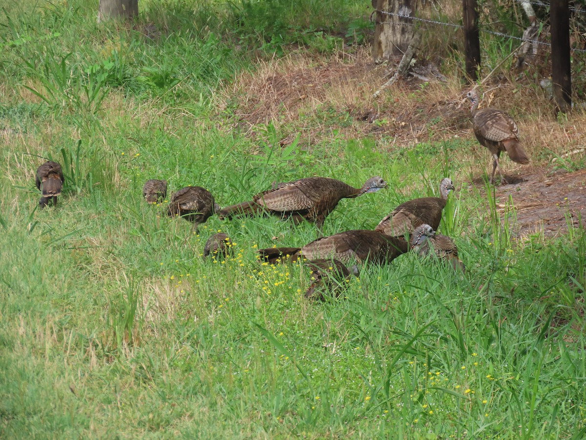 Wild Turkey - ML620775720