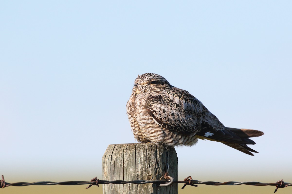 Common Nighthawk - ML620775724