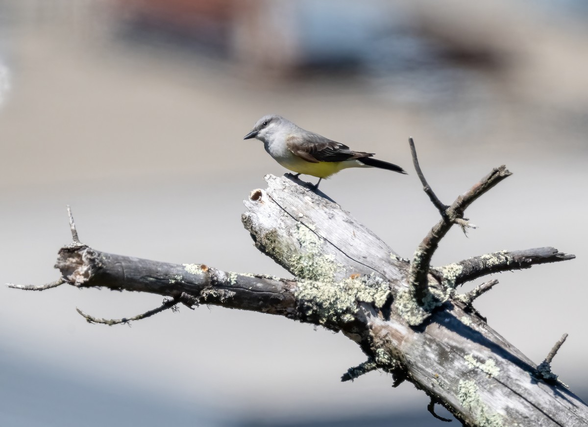 Western Kingbird - ML620775725