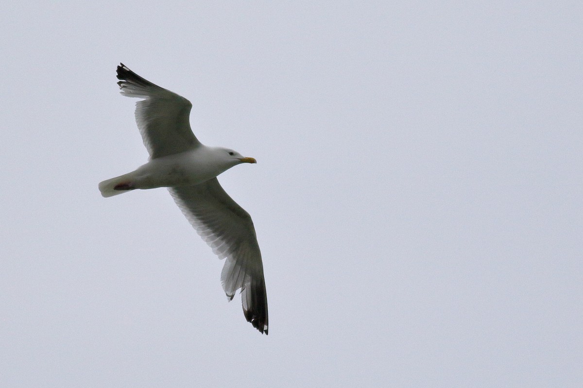 Gaviota Argéntea - ML620775727