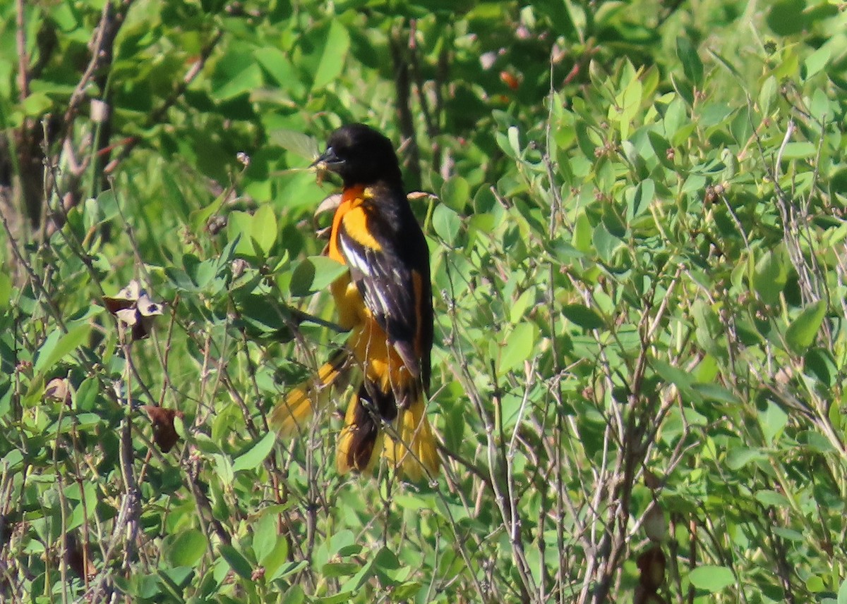 Baltimore Oriole - Fran Kerbs