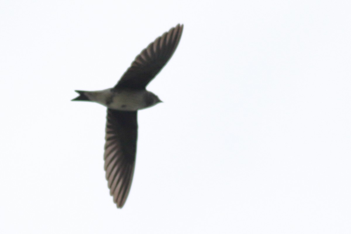 Purple Martin - ML620775744