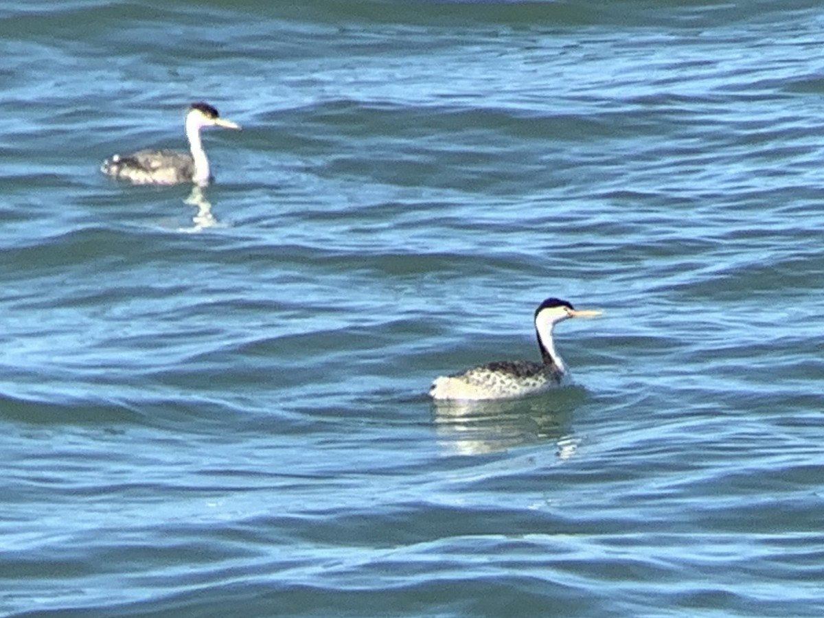 Clark's Grebe - Eugene Scherba