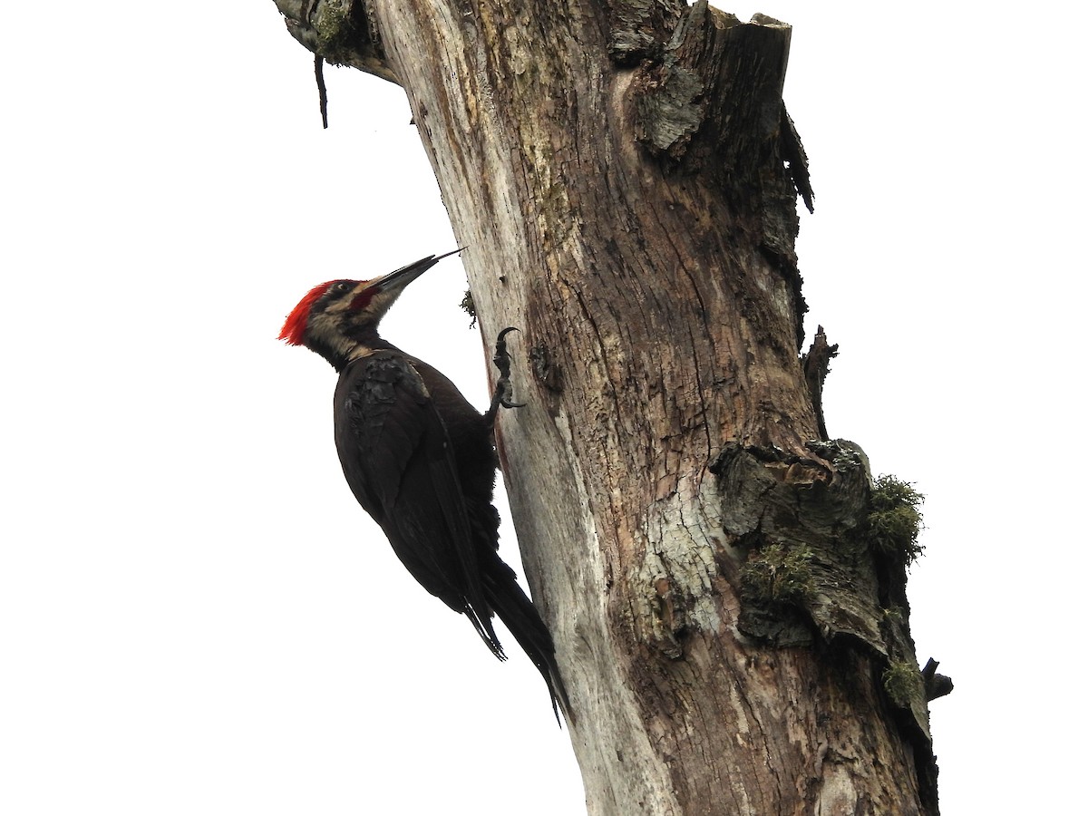 Pileated Woodpecker - ML620775756