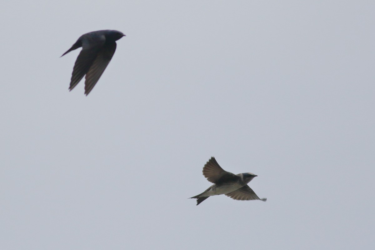 Purple Martin - ML620775764