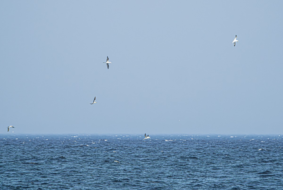 Northern Gannet - ML620775767