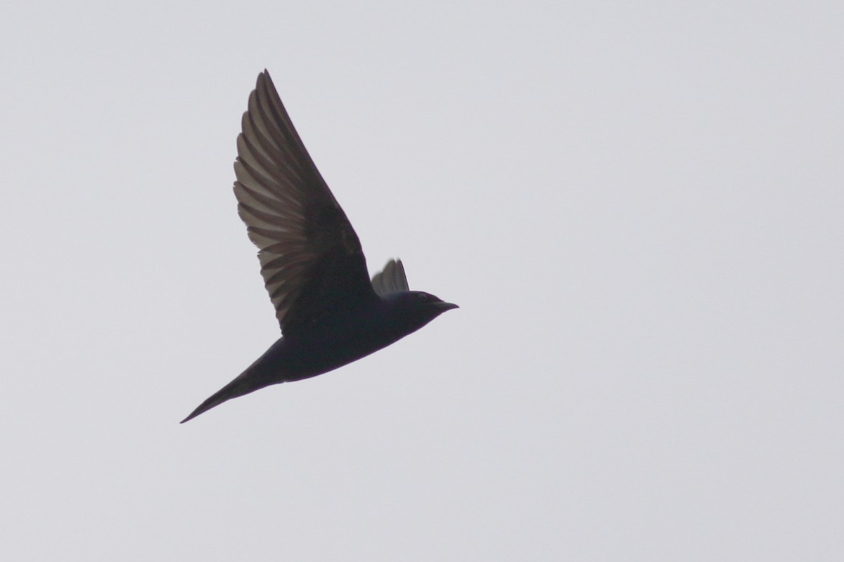 Purple Martin - ML620775771