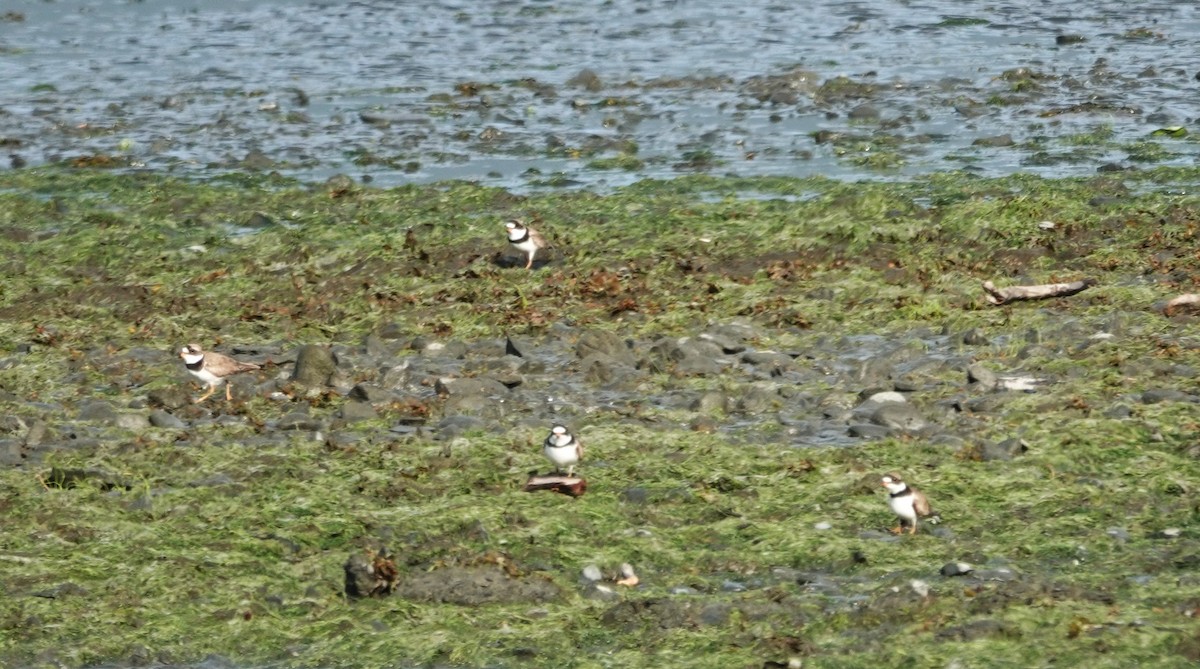 Semipalmated Plover - ML620775772