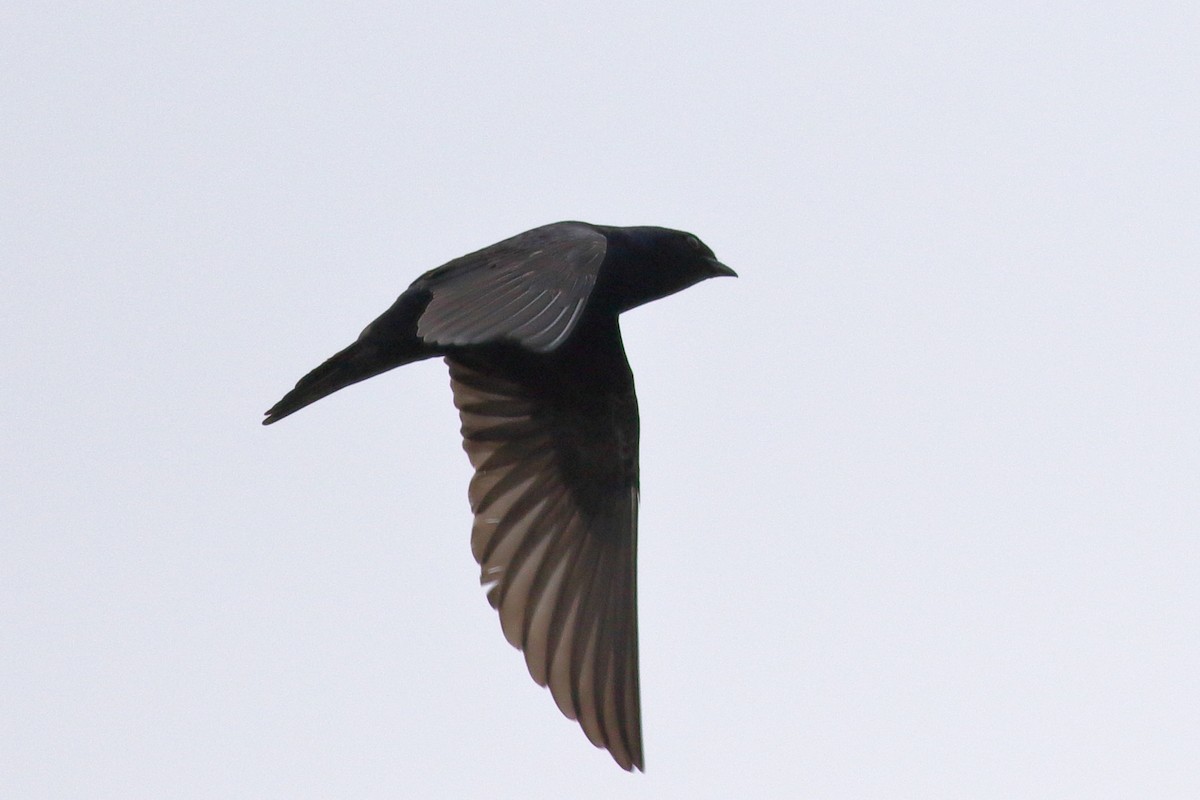 Purple Martin - ML620775773