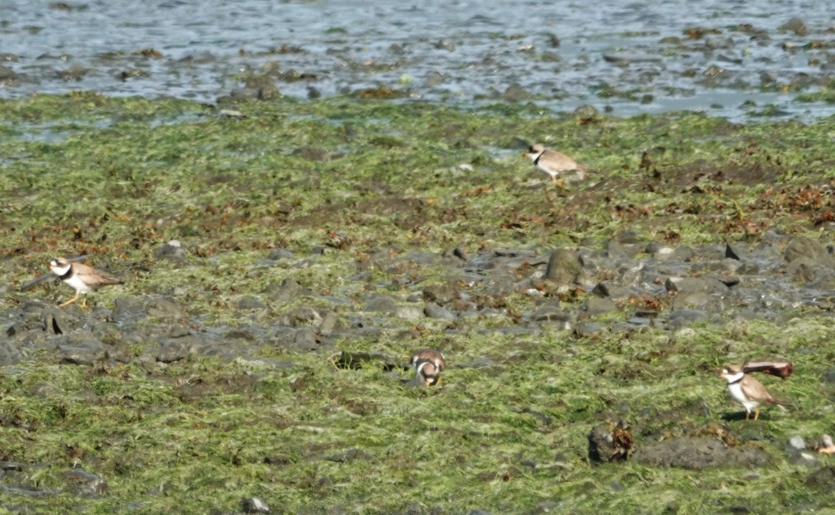 Semipalmated Plover - ML620775775