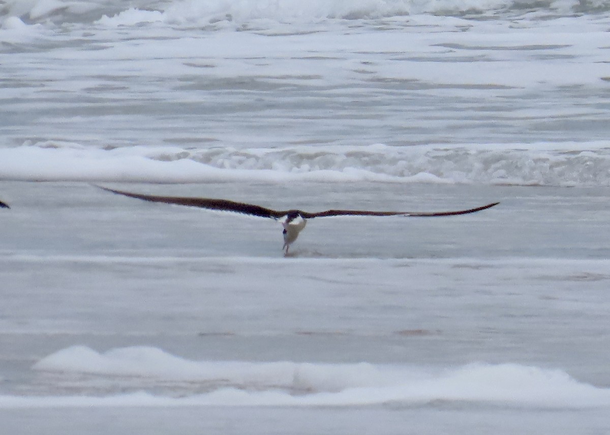 Black Skimmer - ML620775777