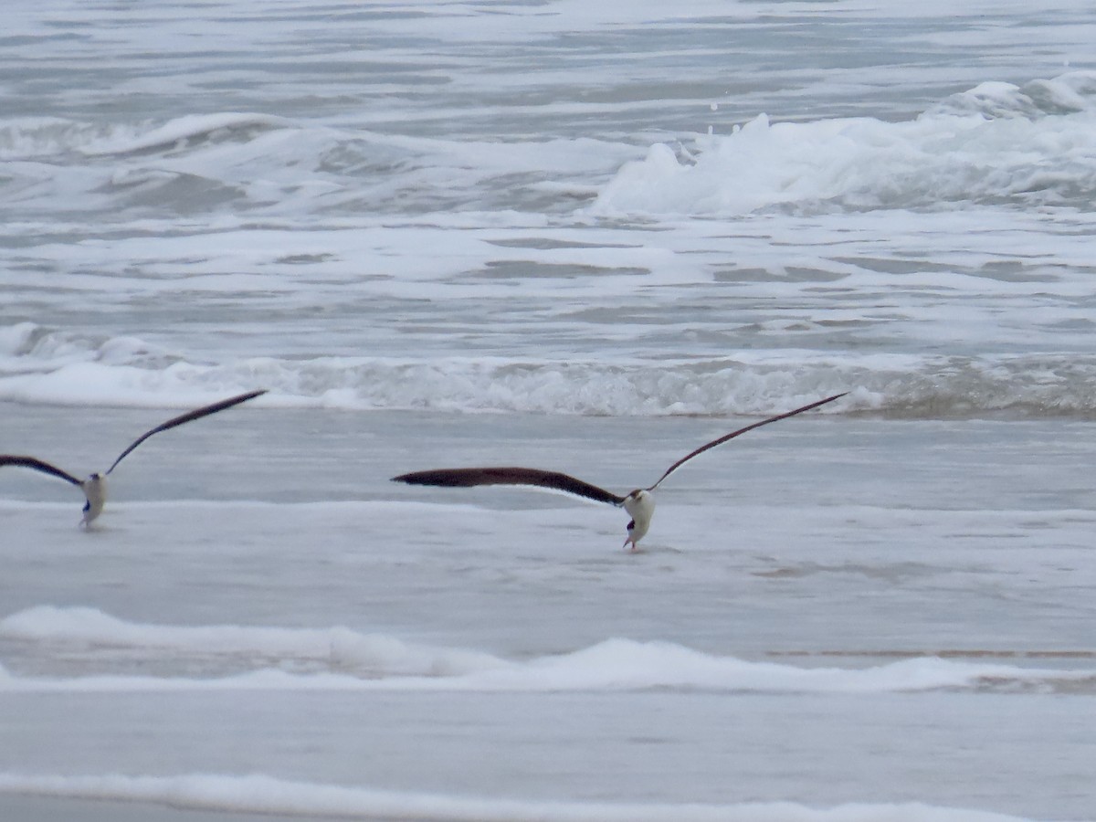 Black Skimmer - ML620775779