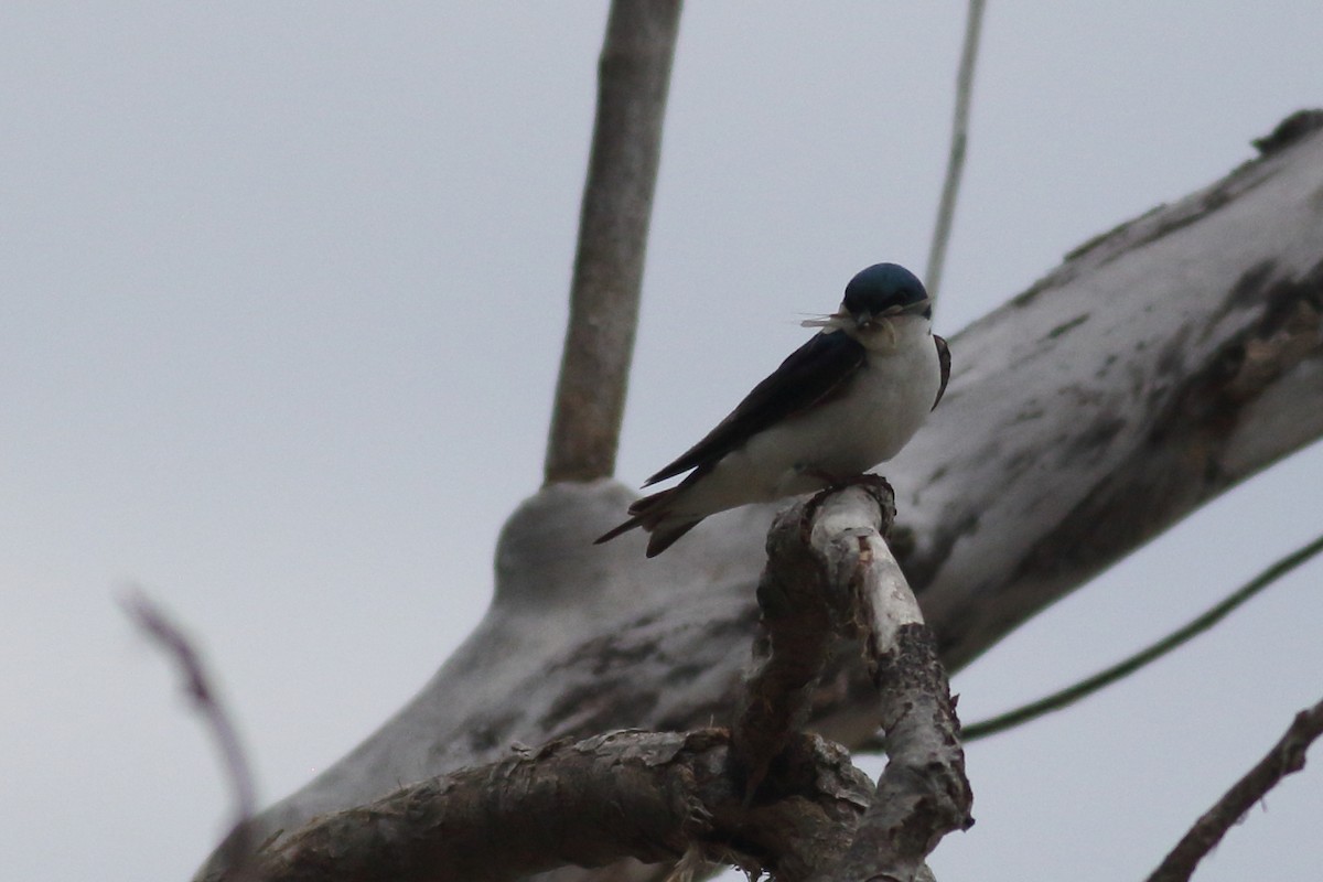 Golondrina Bicolor - ML620775781