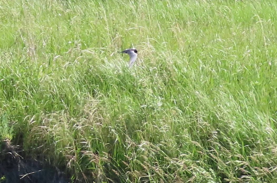 Black Tern - ML620775783