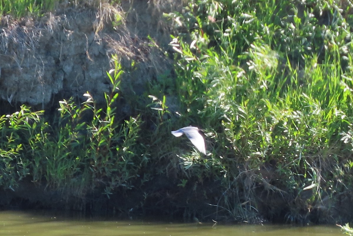 Black Tern - ML620775784