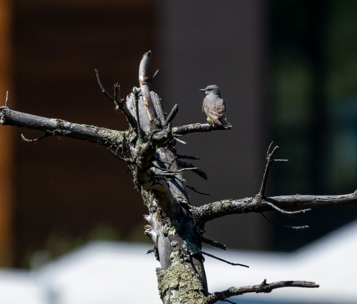 Western Kingbird - ML620775786