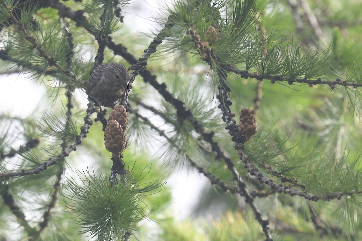 Red Crossbill - ML620775788