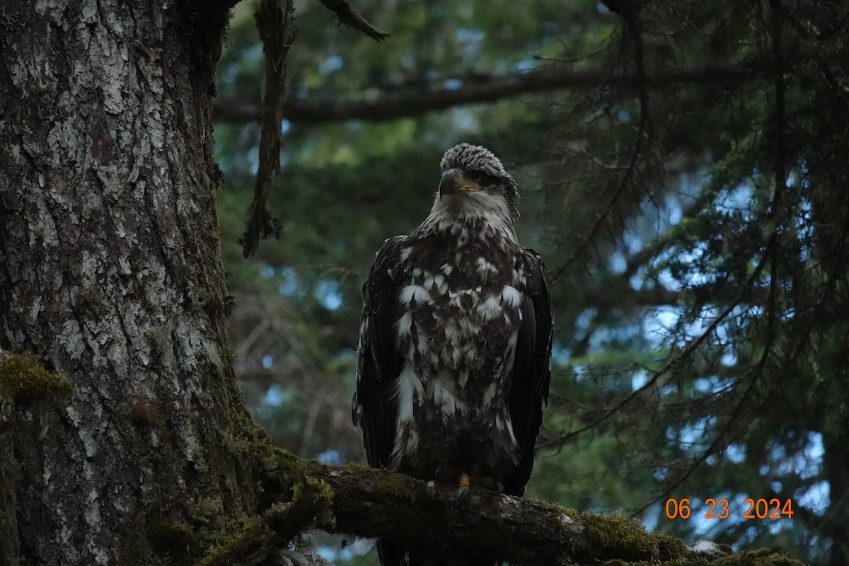 Weißkopf-Seeadler - ML620775794