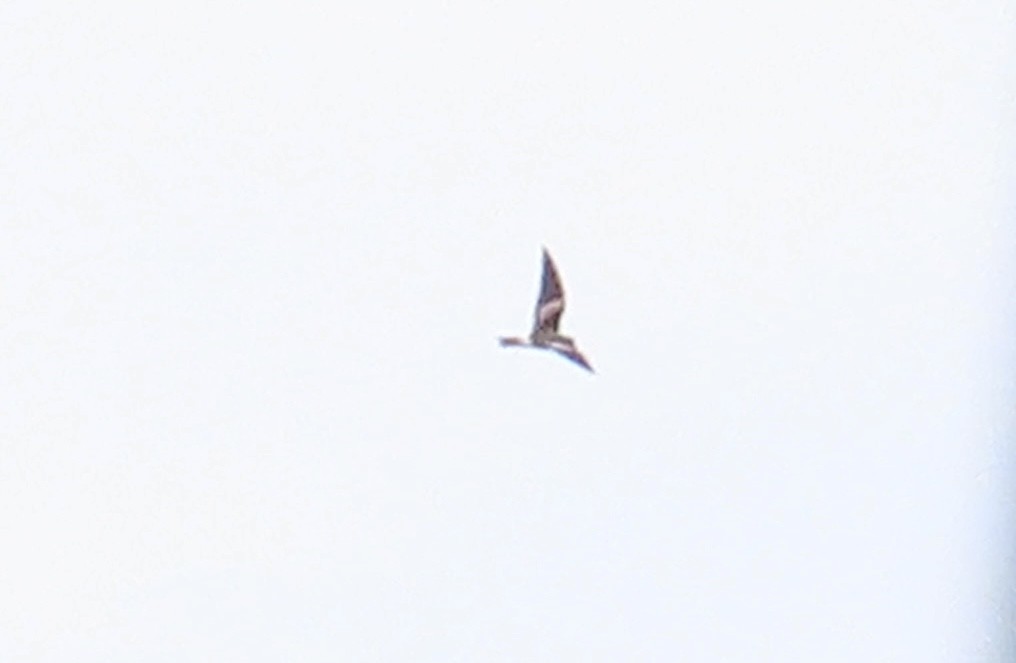 Leach's Storm-Petrel - ML620775795