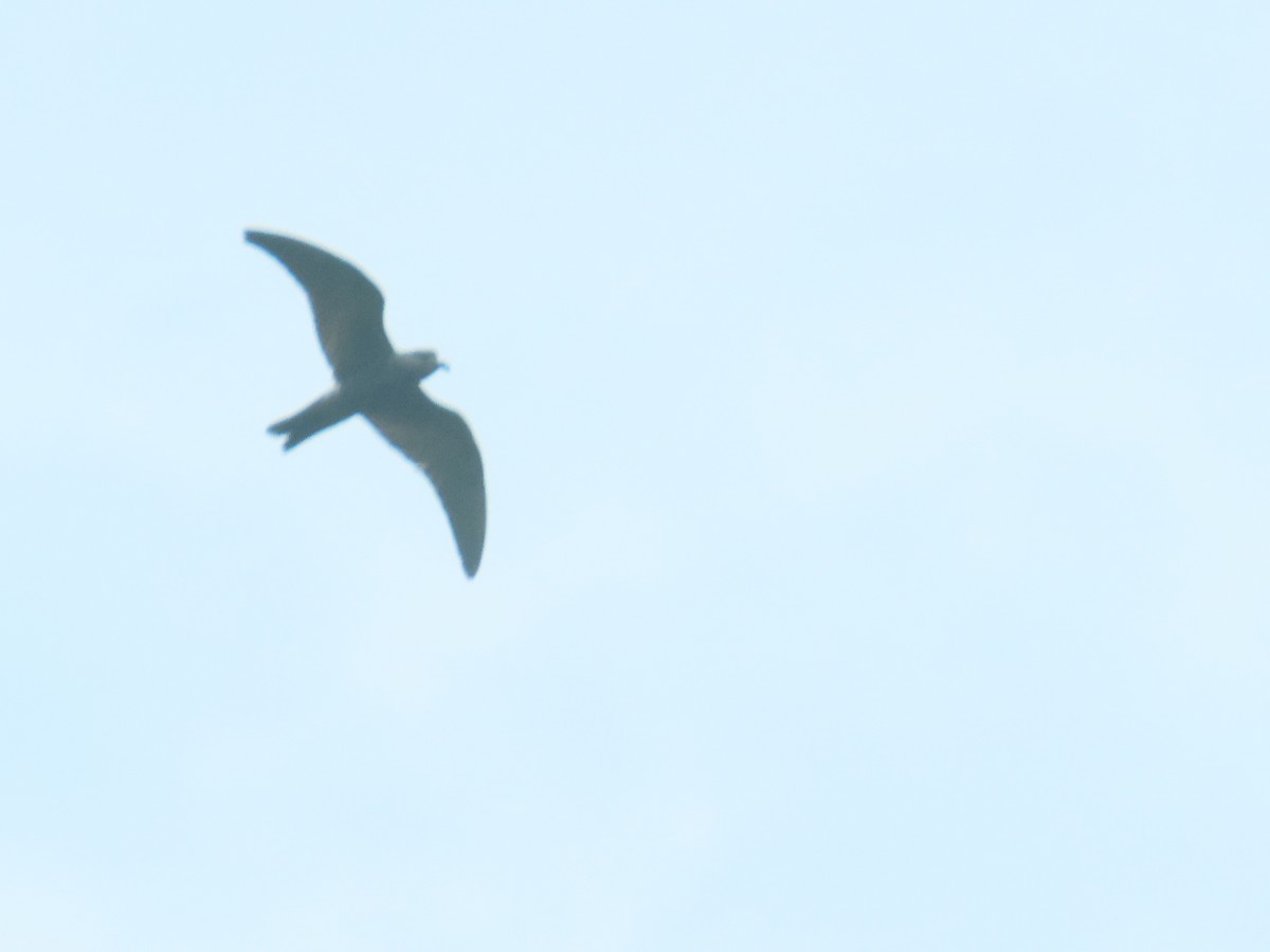 Leach's Storm-Petrel - ML620775797