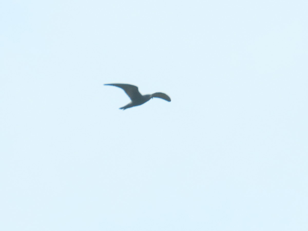 Leach's Storm-Petrel - ML620775798