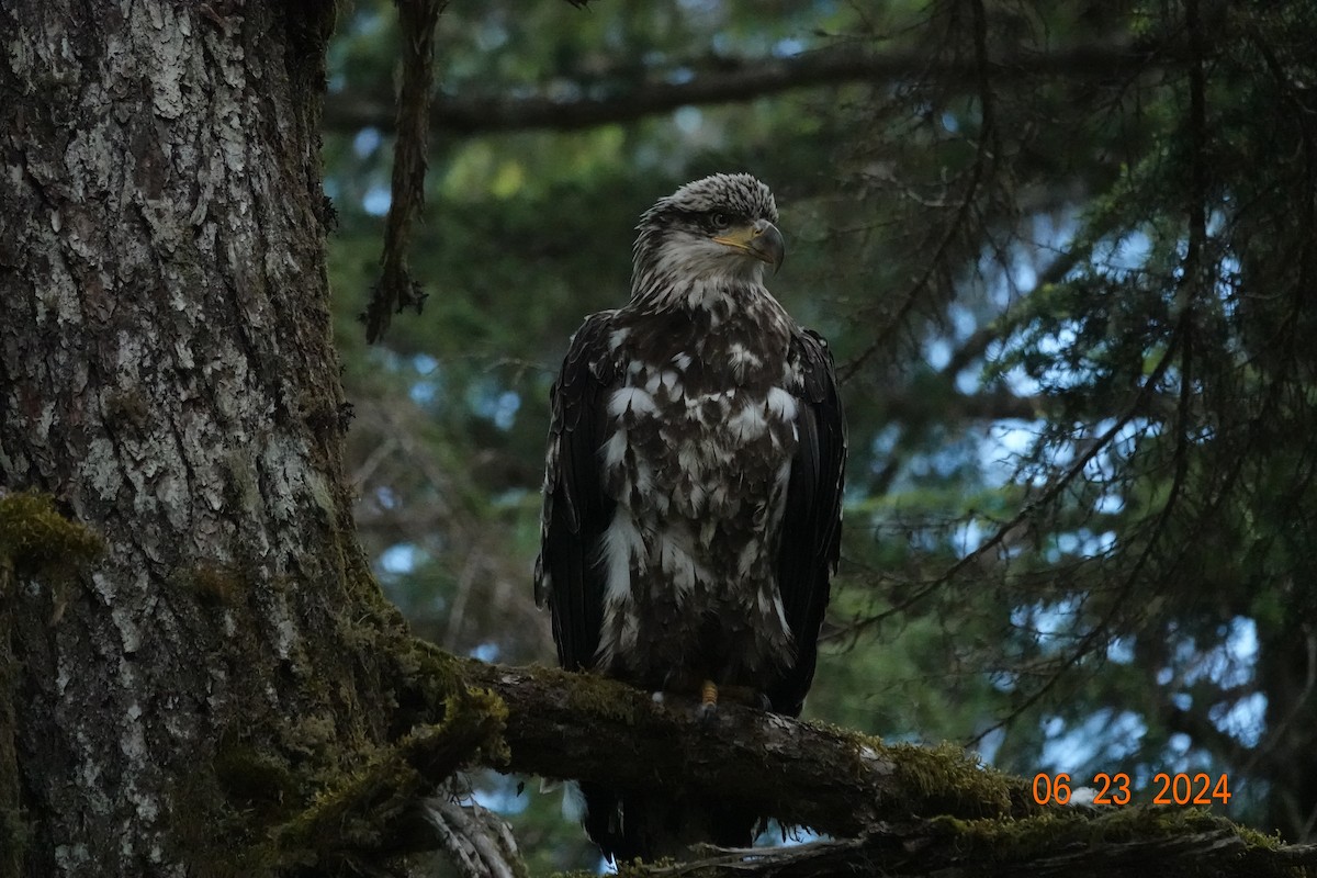 Bald Eagle - Robin Collman