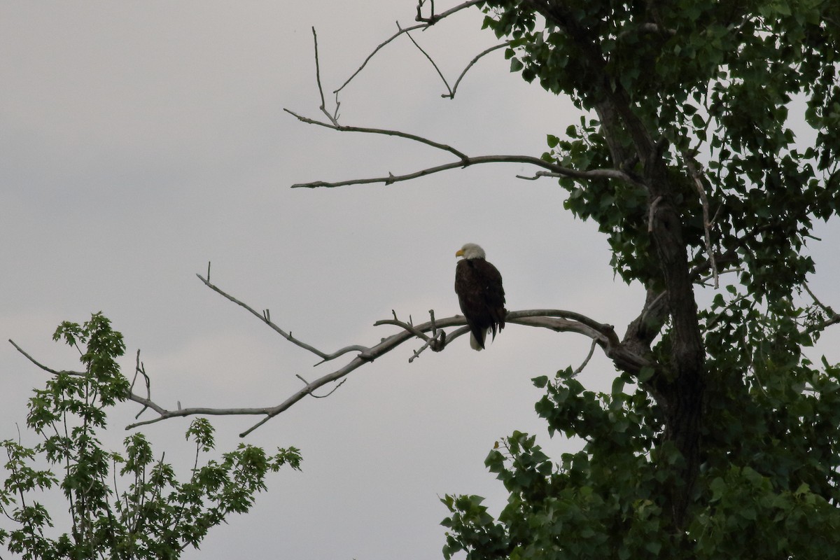 Weißkopf-Seeadler - ML620775802