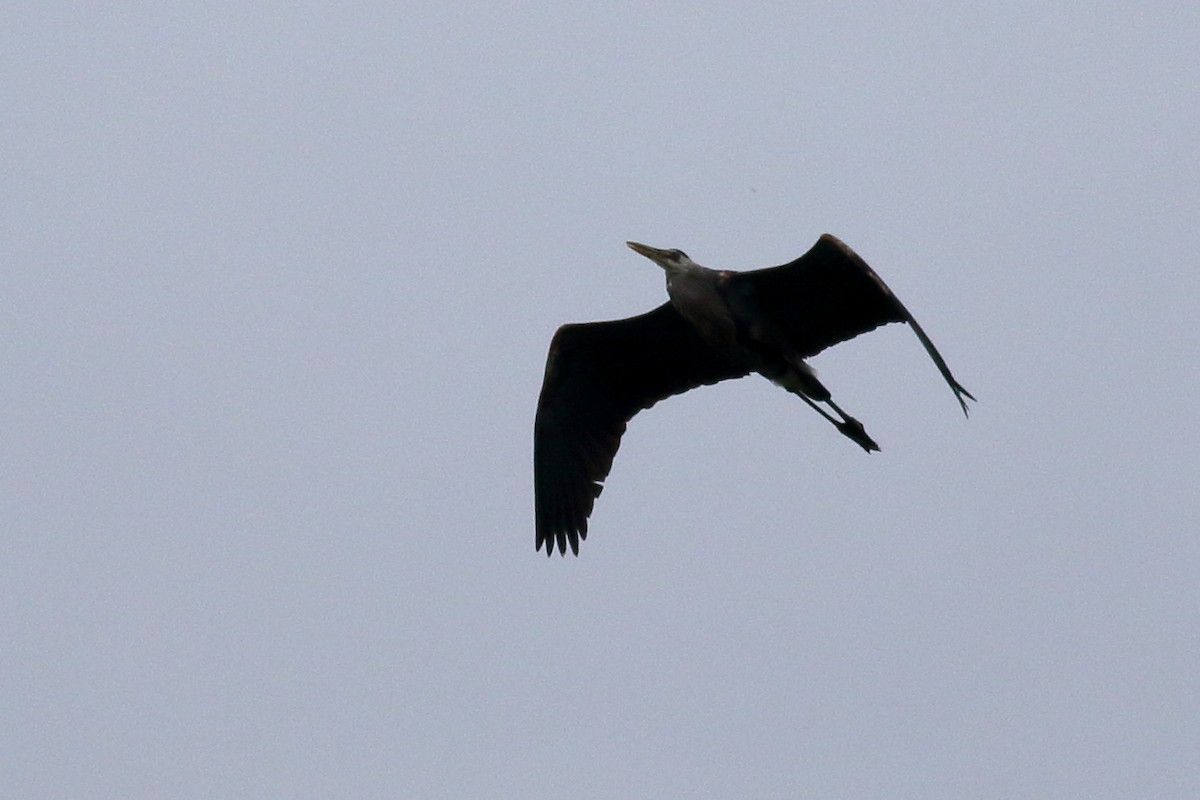 Great Blue Heron - Richard Stanton