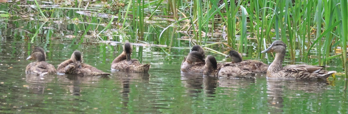 Canard colvert - ML620775805