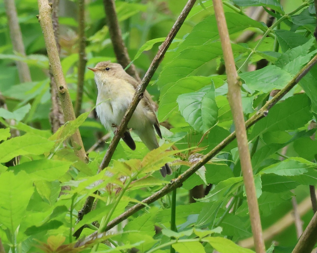 Common Chiffchaff - ML620775806