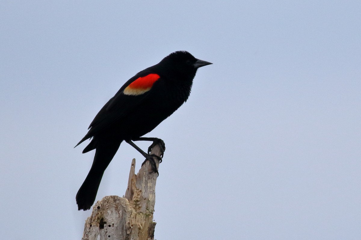 Red-winged Blackbird - ML620775807