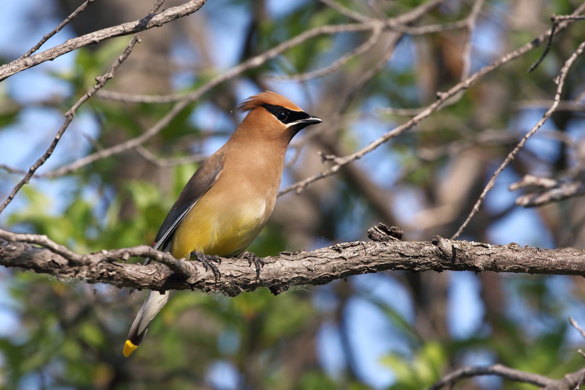 Cedar Waxwing - ML620775808