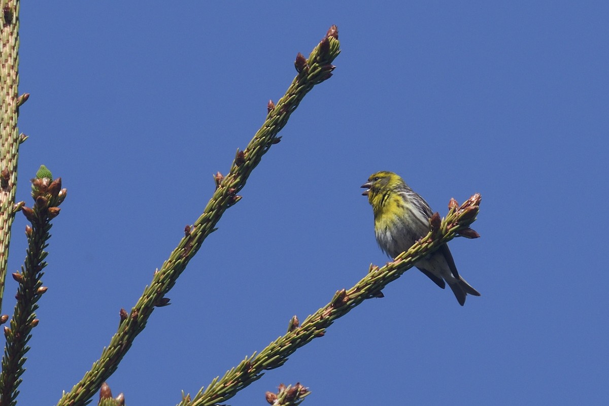 European Serin - ML620775812