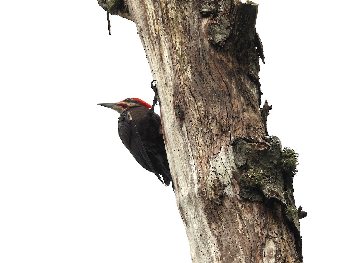 Pileated Woodpecker - ML620775815