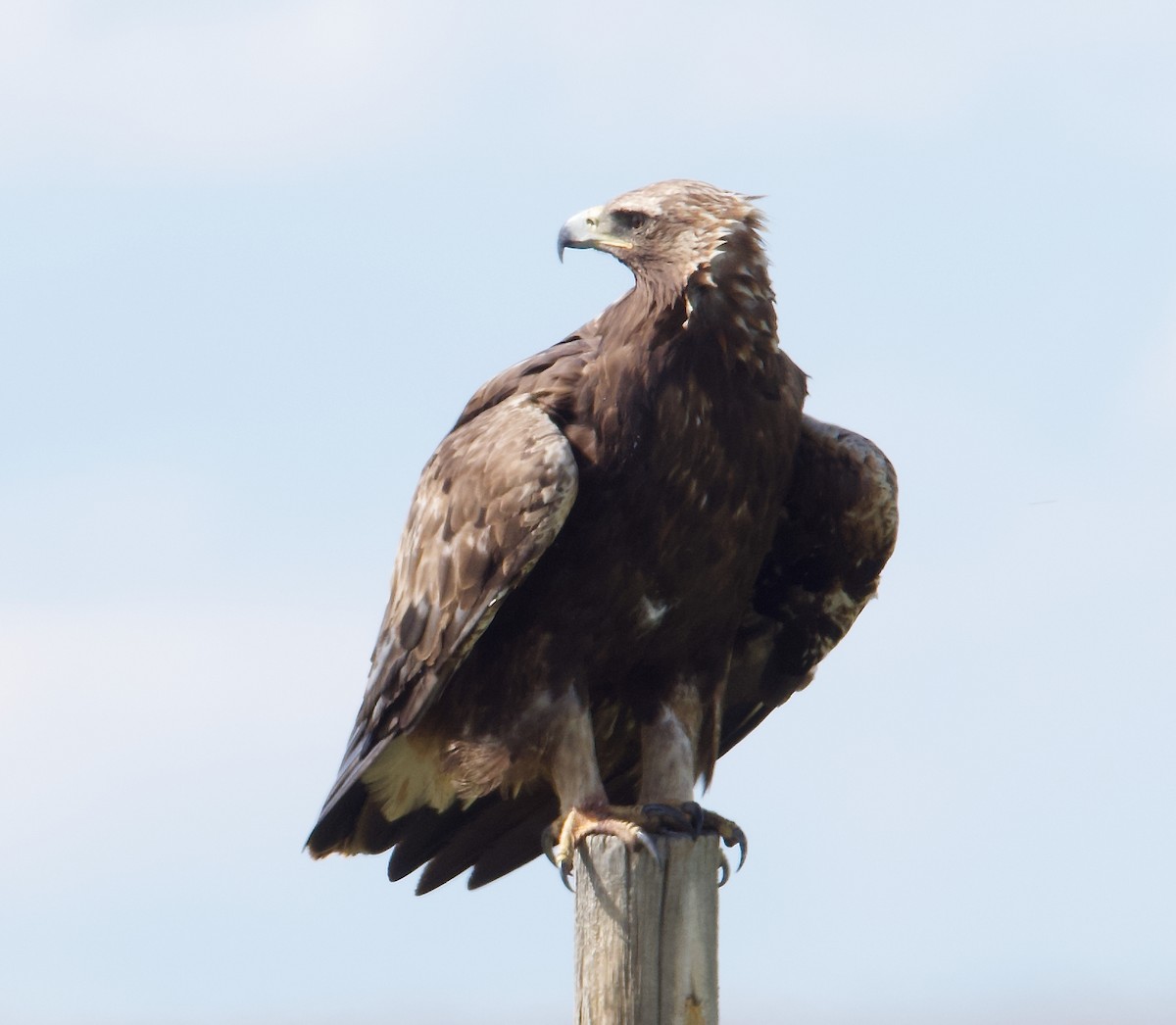 Golden Eagle - ML620775816