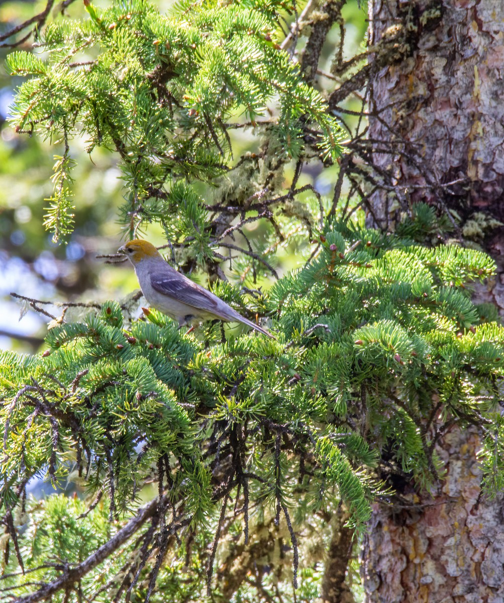 Pine Grosbeak - ML620775817