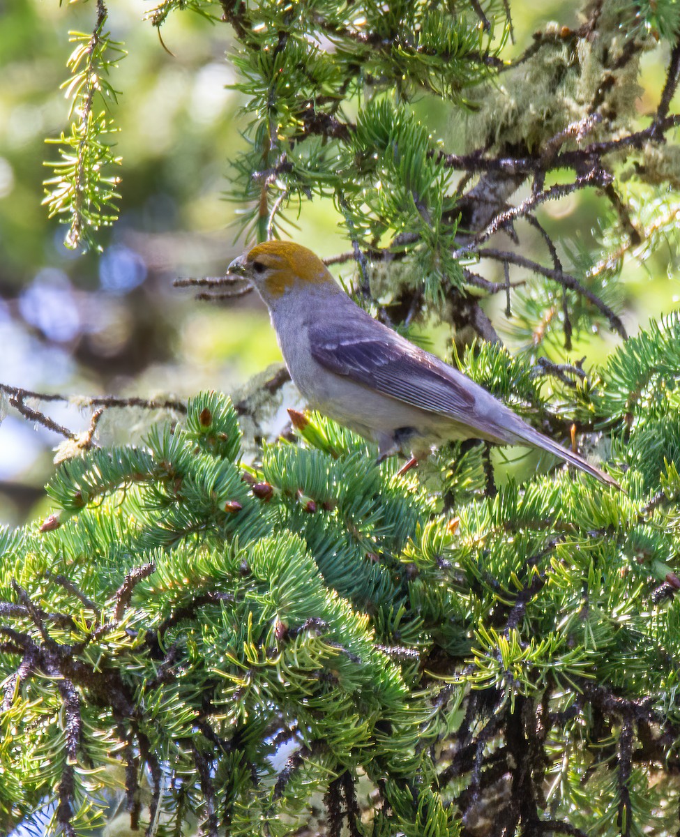 Pine Grosbeak - ML620775818