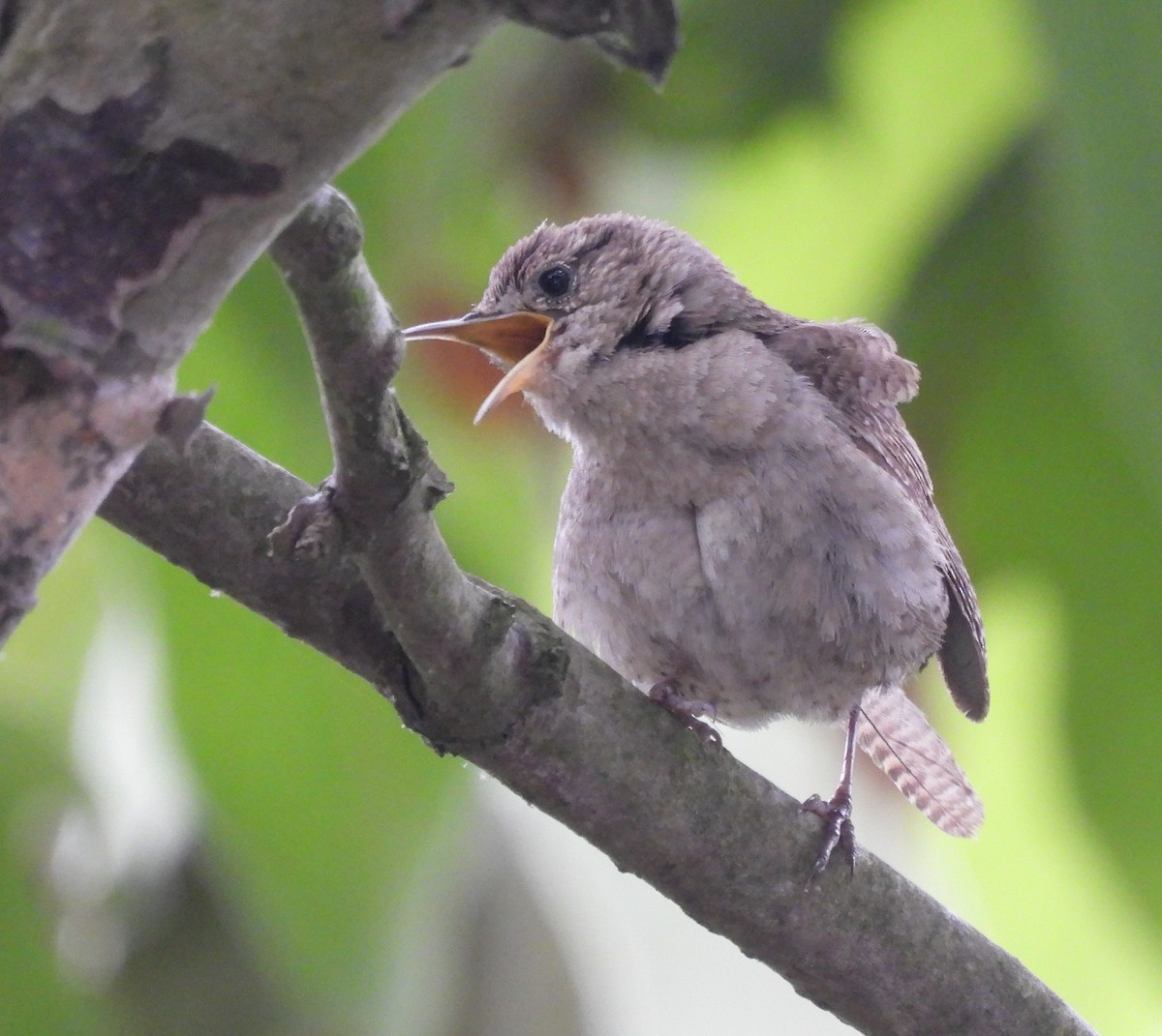 House Wren - Leslie Loomis