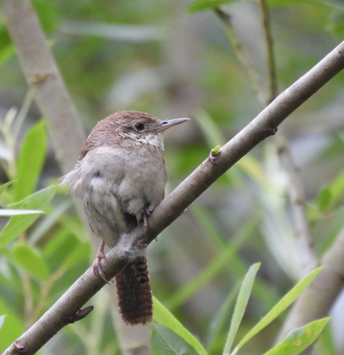 House Wren - ML620775820