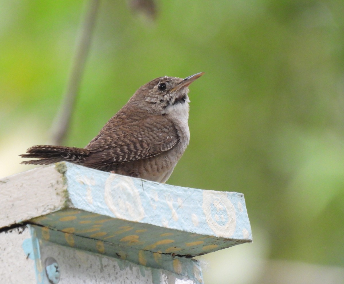 House Wren - ML620775821