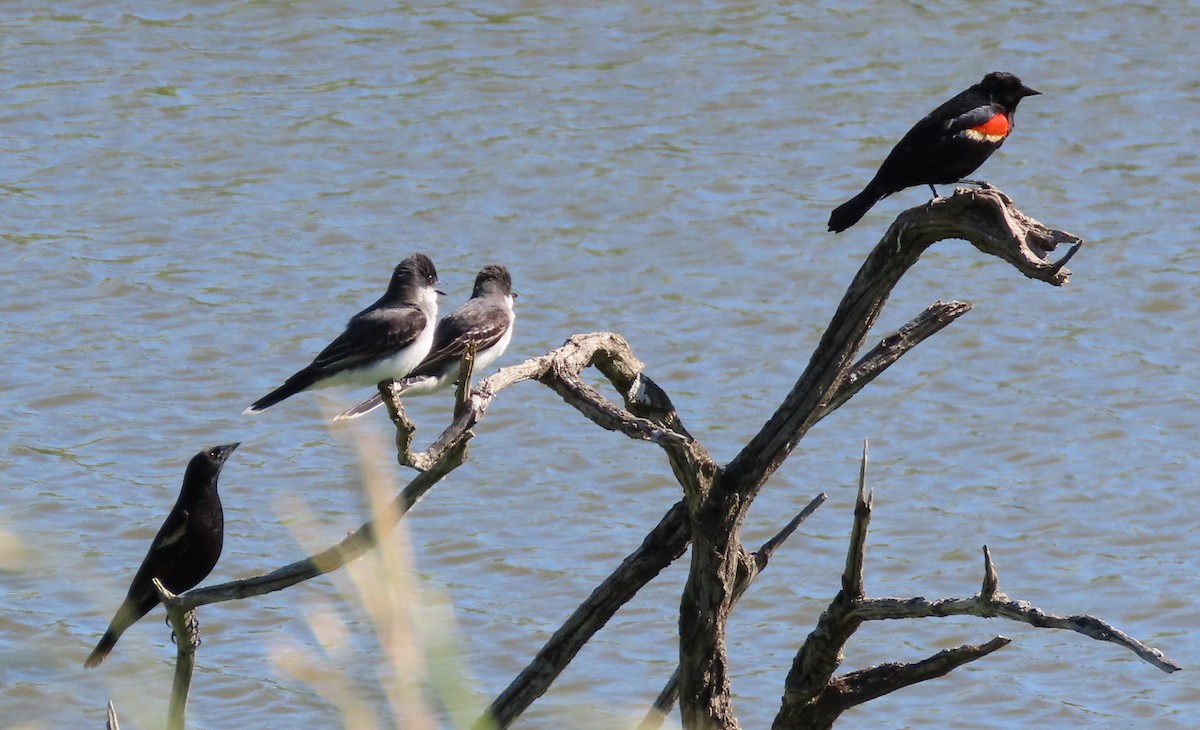 Red-winged Blackbird - ML620775823